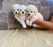 Hermosos Micro toy macho y hembra