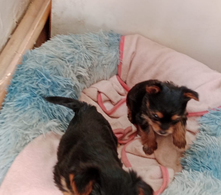 Gatos en Venta San Antonio San Antonio - Fotos de CACHORROS YORKSHIRE TOY, $ 230.000