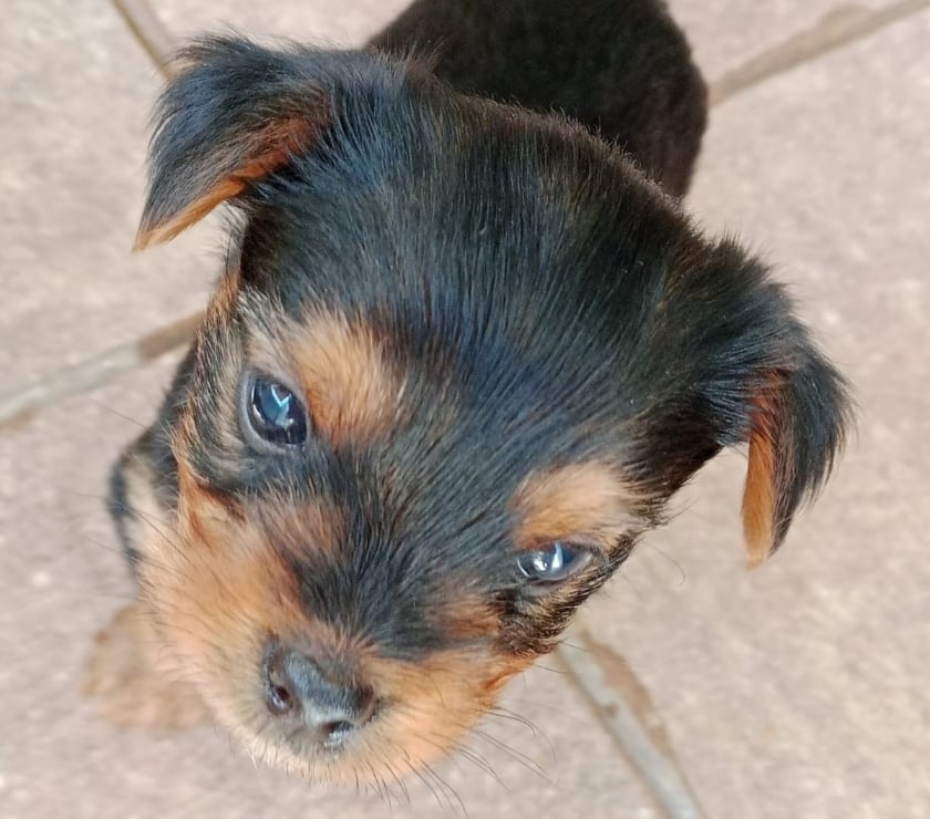 CACHORROS YORKSHIRE TOY, $ 230.000