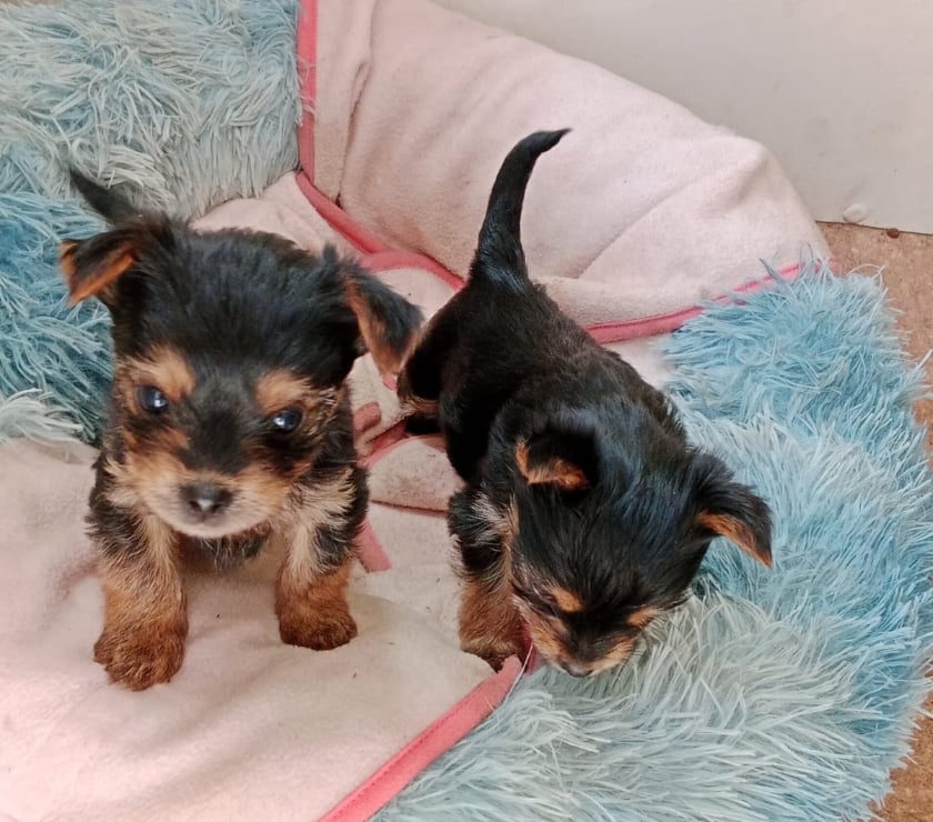 Gatos en Venta San Antonio San Antonio - Fotos de CACHORROS YORKSHIRE TOY, $ 230.000