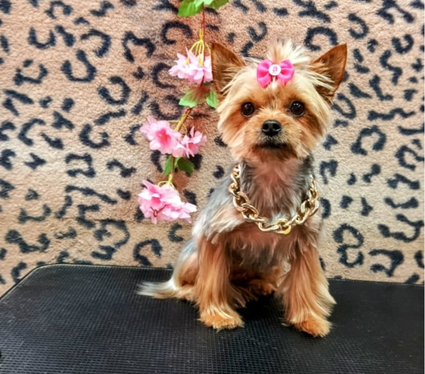 Gatos en Venta San Antonio San Antonio - Fotos de CACHORROS YORKSHIRE TOY, $ 230.000