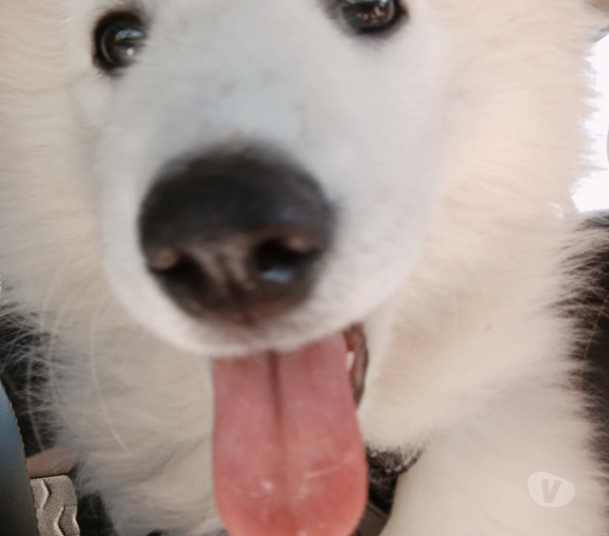 Gatos en Venta Santiago El Bosque - Fotos de Cachorra Samoyedo