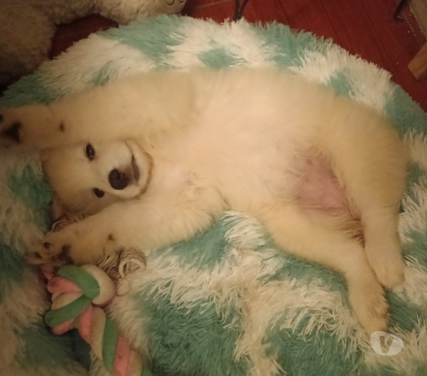 Gatos en Venta Santiago El Bosque - Fotos de Cachorra Samoyedo