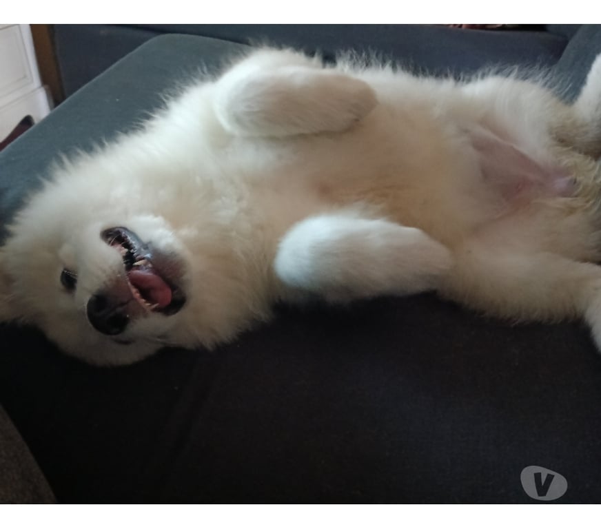 Gatos en Venta Santiago El Bosque - Fotos de Cachorra Samoyedo