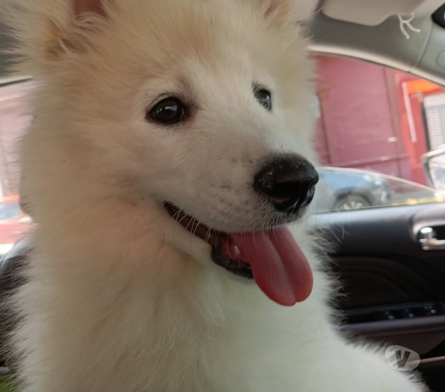 Gatos en Venta Santiago El Bosque - Fotos de Cachorra Samoyedo