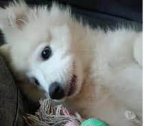 Cachorra Samoyedo