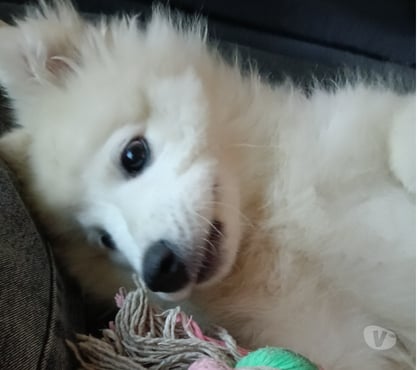 Gatos en Venta El Bosque Santiago - Fotos de Cachorra Samoyedo