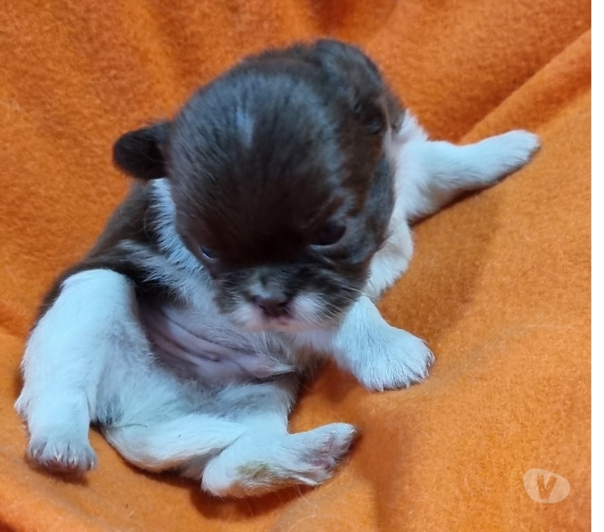 Gatos en Venta Santiago Recoleta - Fotos de Bellos chihuahuas