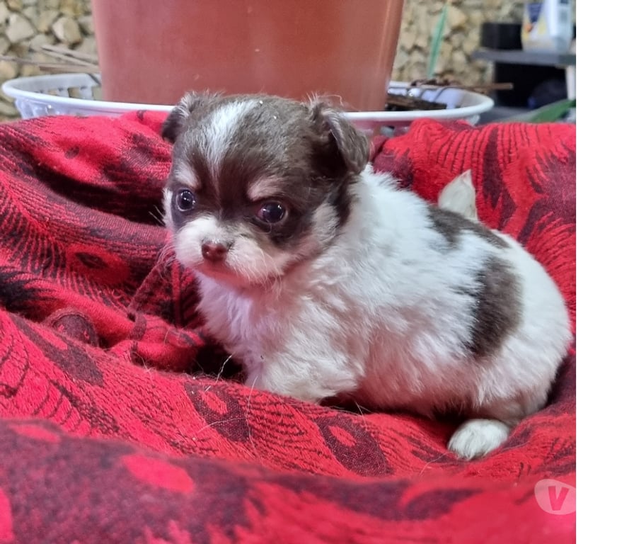 Gatos en Venta Santiago Recoleta - Fotos de Bellos chihuahuas