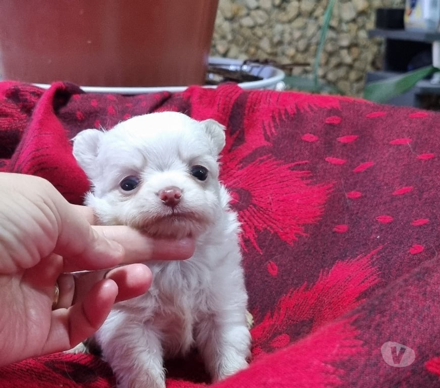 Gatos en Venta Santiago Recoleta - Fotos de Bellos chihuahuas
