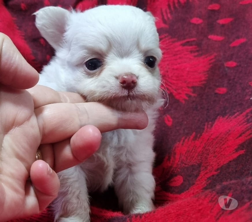 Gatos en Venta Santiago Recoleta - Fotos de Bellos chihuahuas