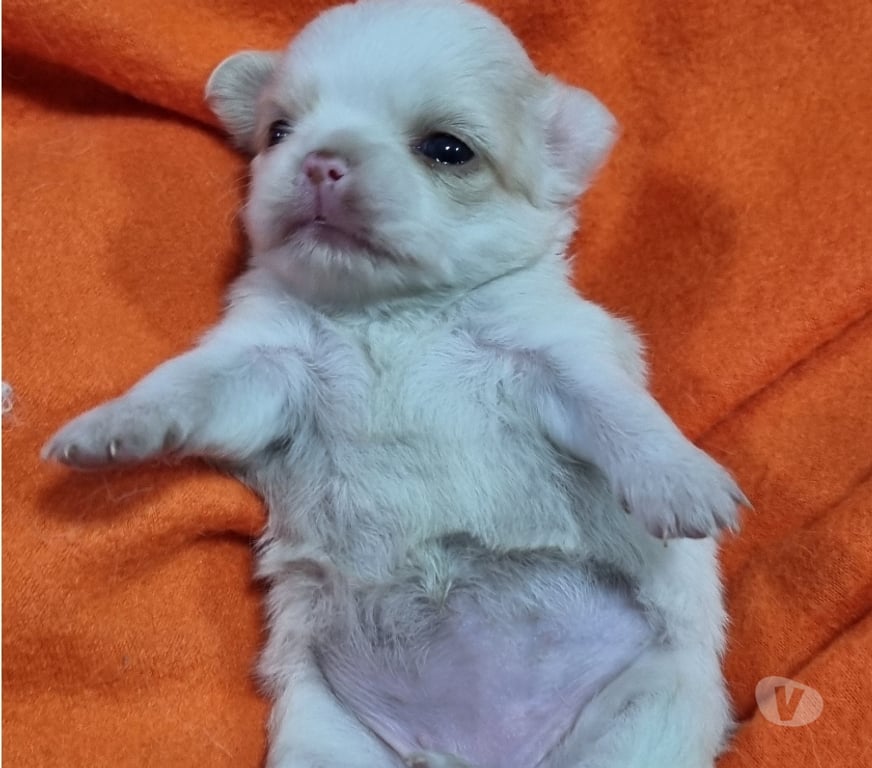 Gatos en Venta Santiago Recoleta - Fotos de Bellos chihuahuas