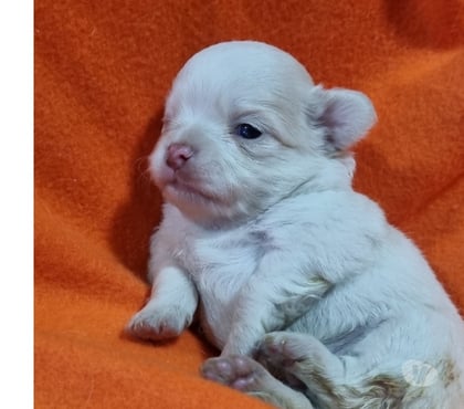 Venta de Mascotas Recoleta Santiago - Fotos de Bellos chihuahuas