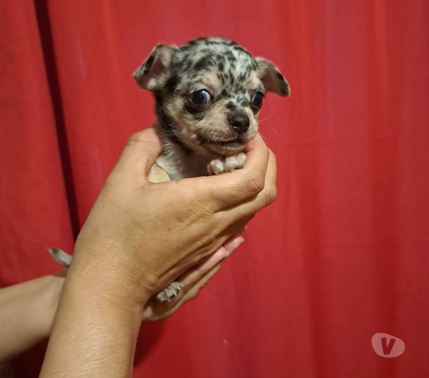 Gatos en Venta Santiago Maipú - Fotos de Chihuahua macho merle exótico