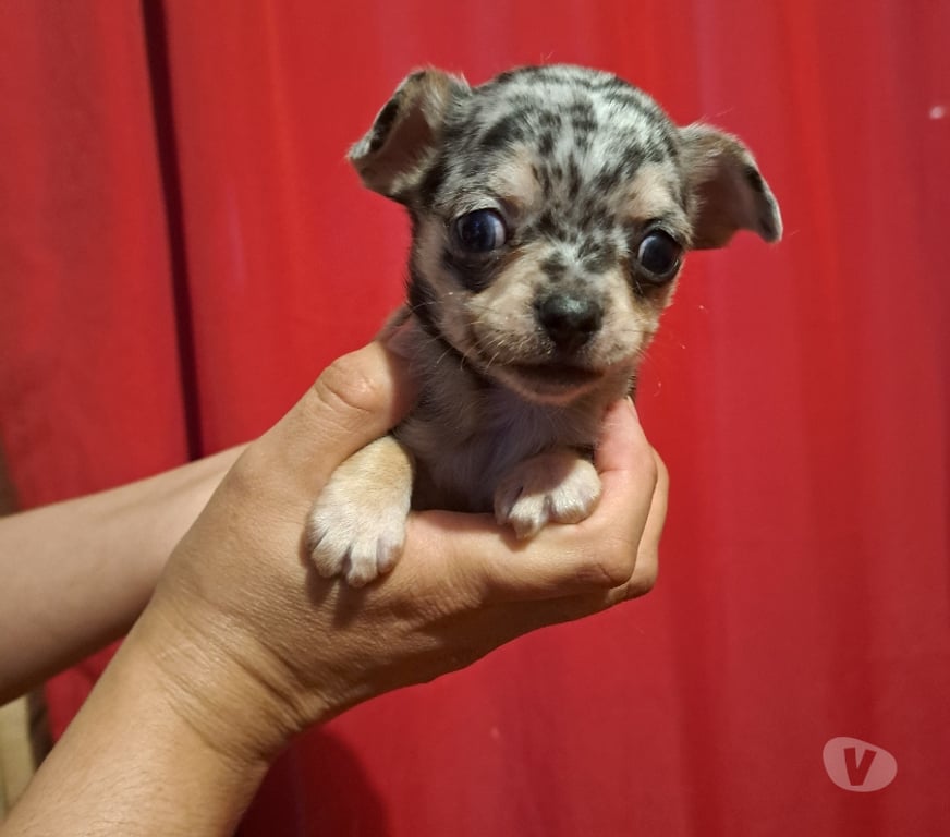 Gatos en Venta Santiago Maipú - Fotos de Chihuahua macho merle exótico