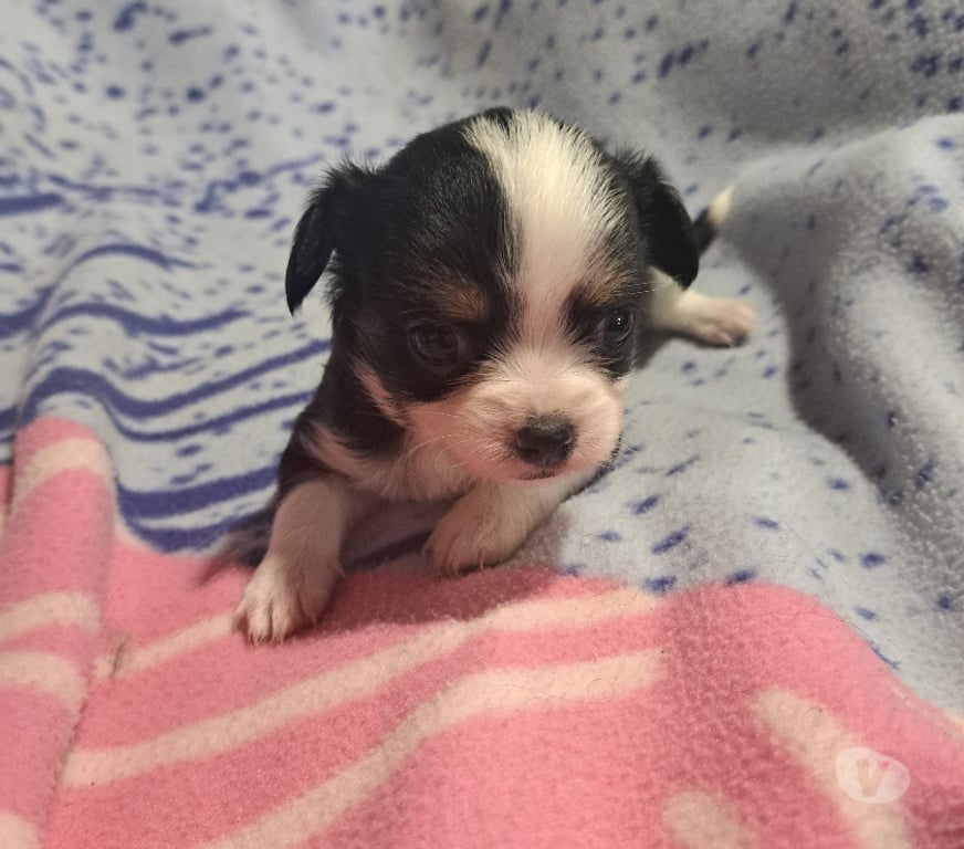Gatos en Venta Santiago Maipú - Fotos de Chihuahua macho tricolor pelo largo