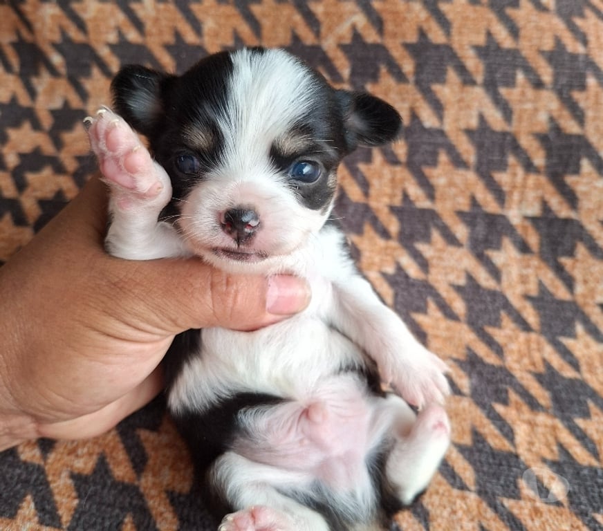 Gatos en Venta Santiago Maipú - Fotos de Chihuahua macho tricolor pelo largo