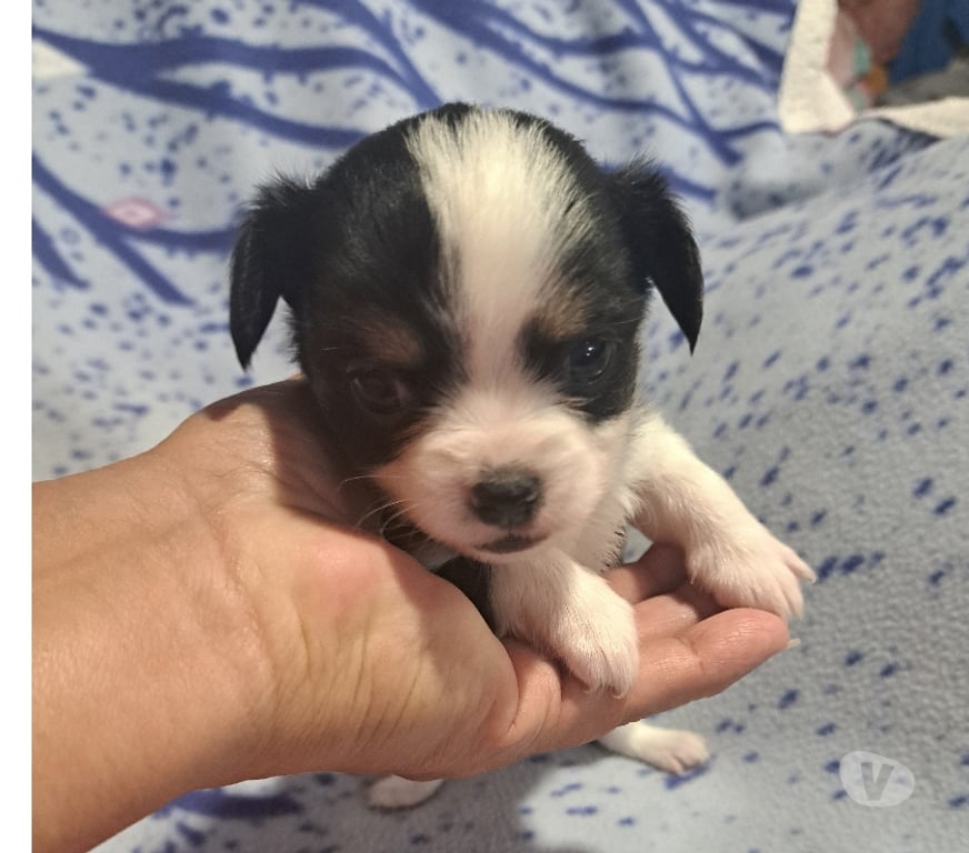 Gatos en Venta Santiago Maipú - Fotos de Chihuahua macho tricolor pelo largo