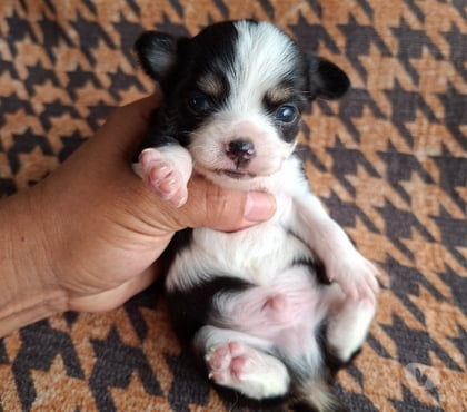 Perros en Venta Maipú Santiago - Fotos de Chihuahua macho tricolor pelo largo