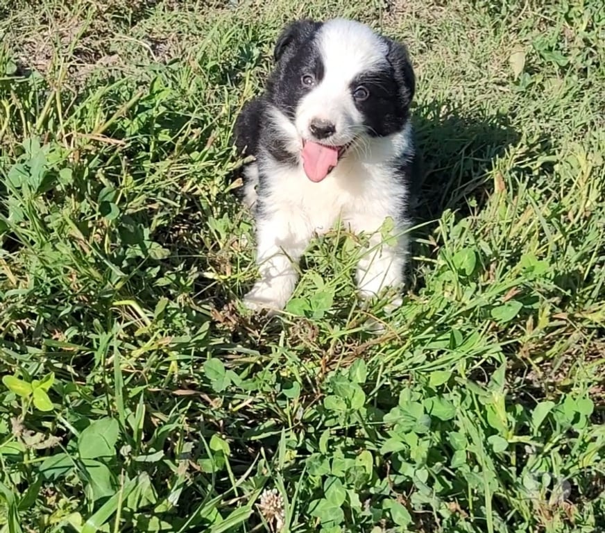 Gatos en Venta Maipo Buin - Fotos de Hermosos cachorros border collie