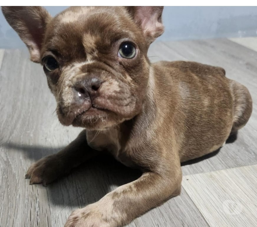 Gatos en Venta Talagante Talagante - Fotos de Hermosos cachorros bulldog francés