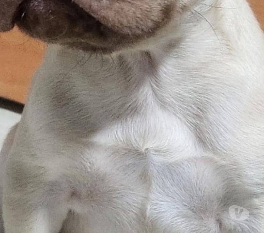 Gatos en Venta Talagante Talagante - Fotos de Hermosos cachorros bulldog francés