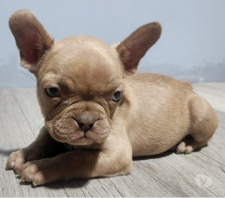 Gatos en Venta Talagante Talagante - Fotos de Hermosos cachorros bulldog francés