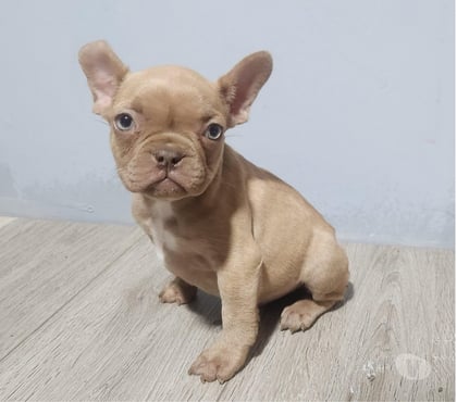 Perros en Venta Talagante Talagante - Fotos de Hermosos cachorros bulldog francés