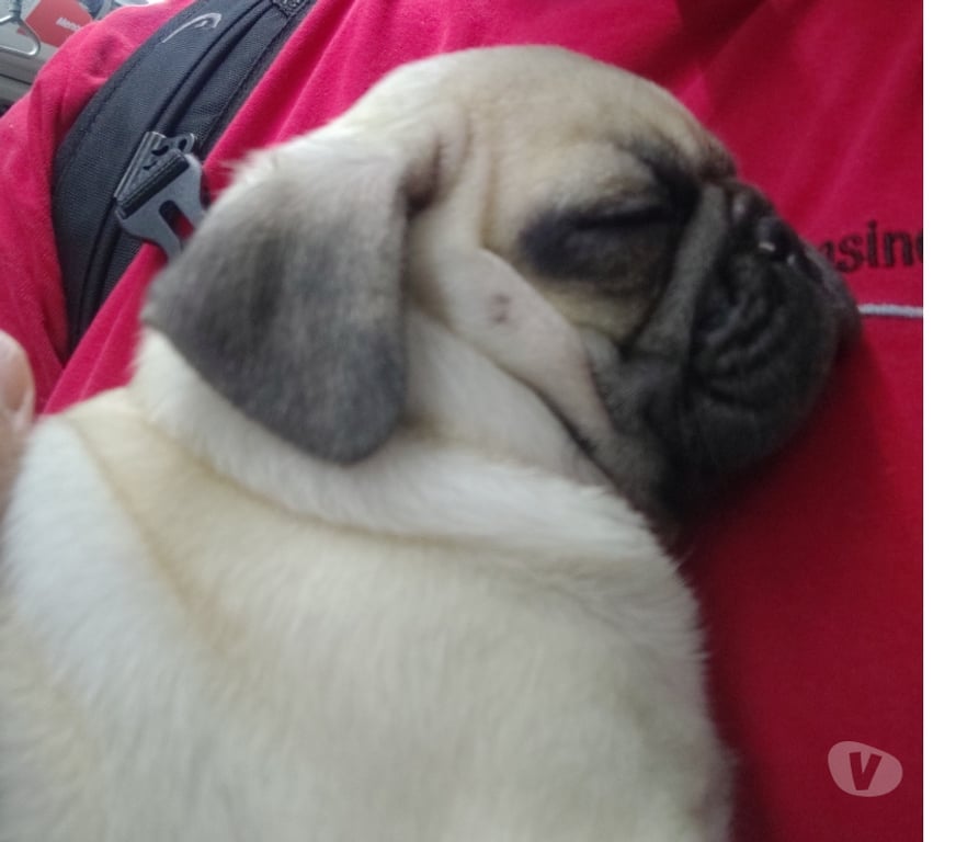 Gatos en Venta Santiago Quilicura - Fotos de Vendo cachorra pug