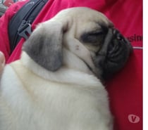 Vendo cachorra pug