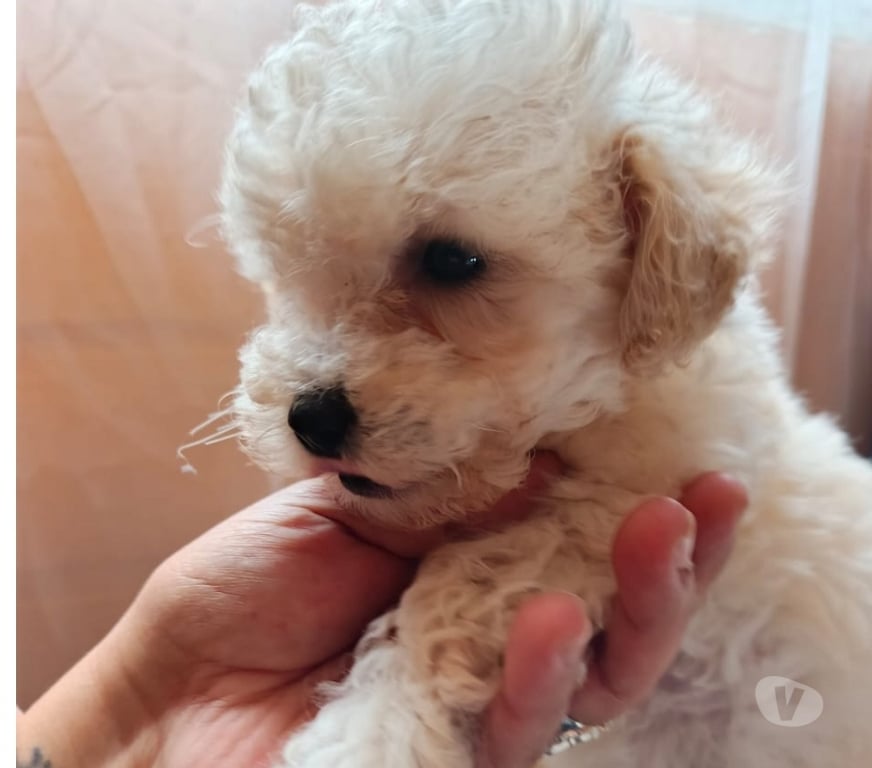 Gatos en Venta Valparaíso Villa Alemana - Fotos de Hermosa hembrita Poodle Toy