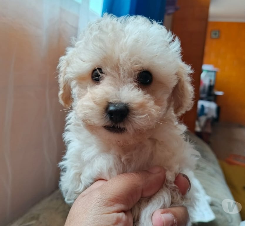 Gatos en Venta Valparaíso Villa Alemana - Fotos de Hermosa hembrita Poodle Toy