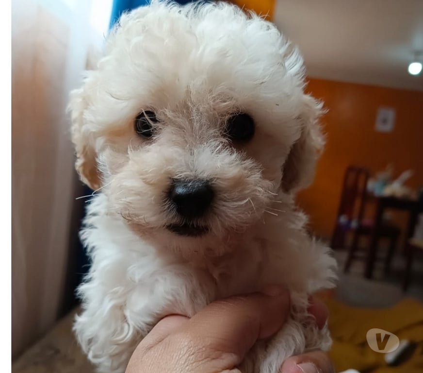Gatos en Venta Valparaíso Villa Alemana - Fotos de Hermosa hembrita Poodle Toy