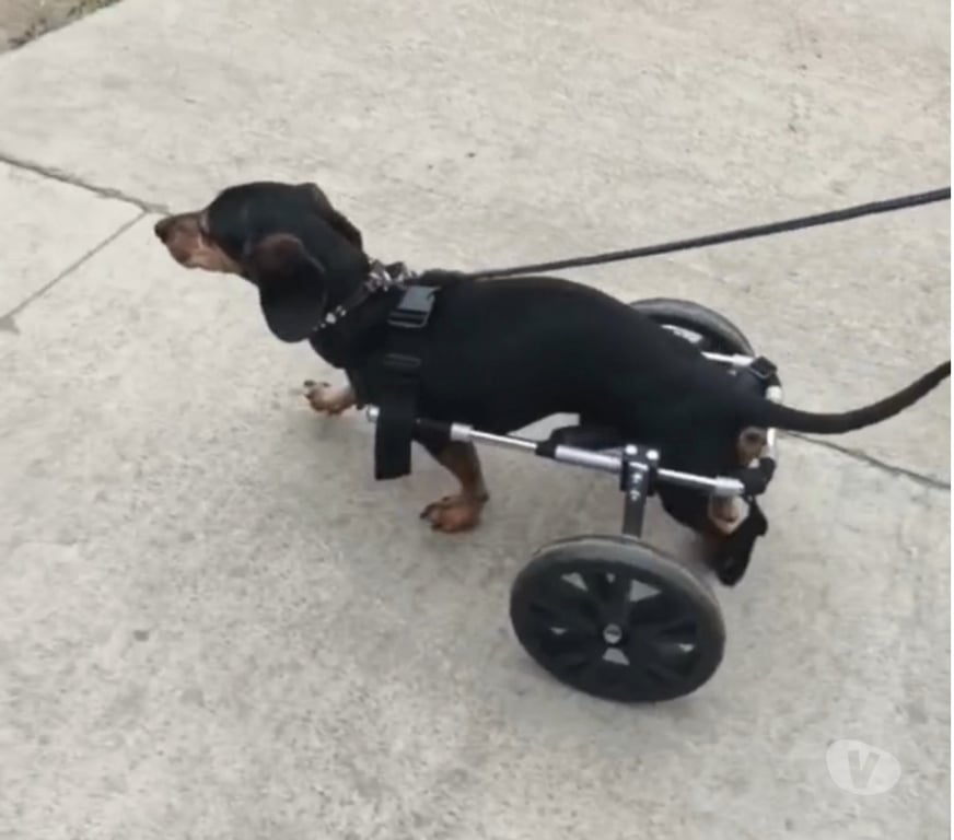 Veterinarios-Servicios-Accesorios Santiago Recoleta - Fotos de FABRICACIÓN DE CARRITOS PARA PERROS INVÁLIDOS