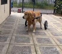 FABRICACIÓN DE CARRITOS PARA PERROS INVÁLIDOS