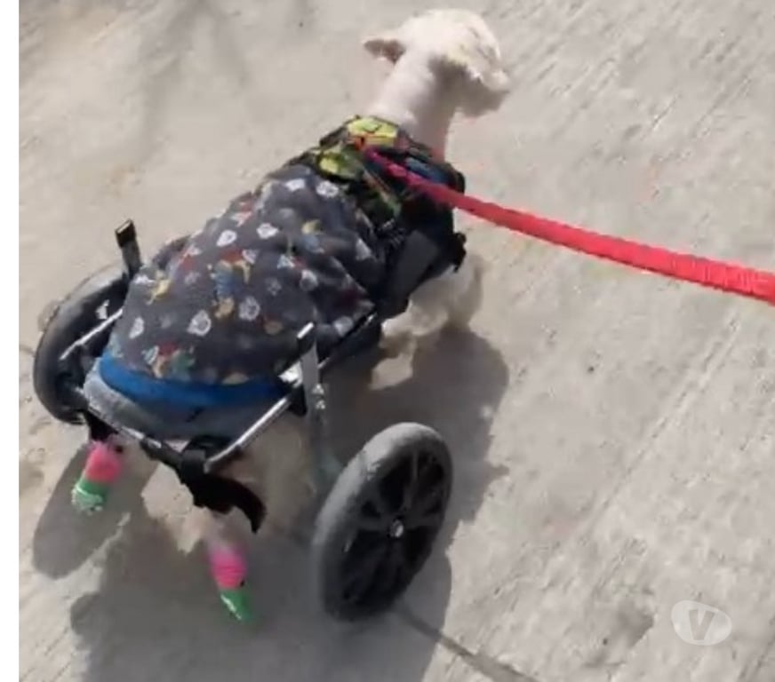 Veterinarios-Servicios-Accesorios Santiago Recoleta - Fotos de FABRICACIÓN DE CARRITOS PARA PERROS INVÁLIDOS