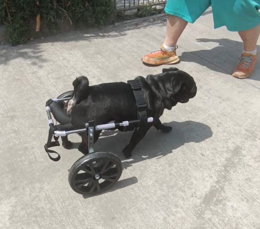 Veterinarios-Servicios-Accesorios Santiago Recoleta - Fotos de FABRICACIÓN DE CARRITOS PARA PERROS INVÁLIDOS