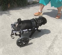 FABRICACIÓN DE CARRITOS PARA PERROS INVÁLIDOS