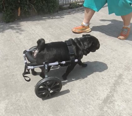 Servicios Veterinarios Recoleta Santiago - Fotos de FABRICACIÓN DE CARRITOS PARA PERROS INVÁLIDOS