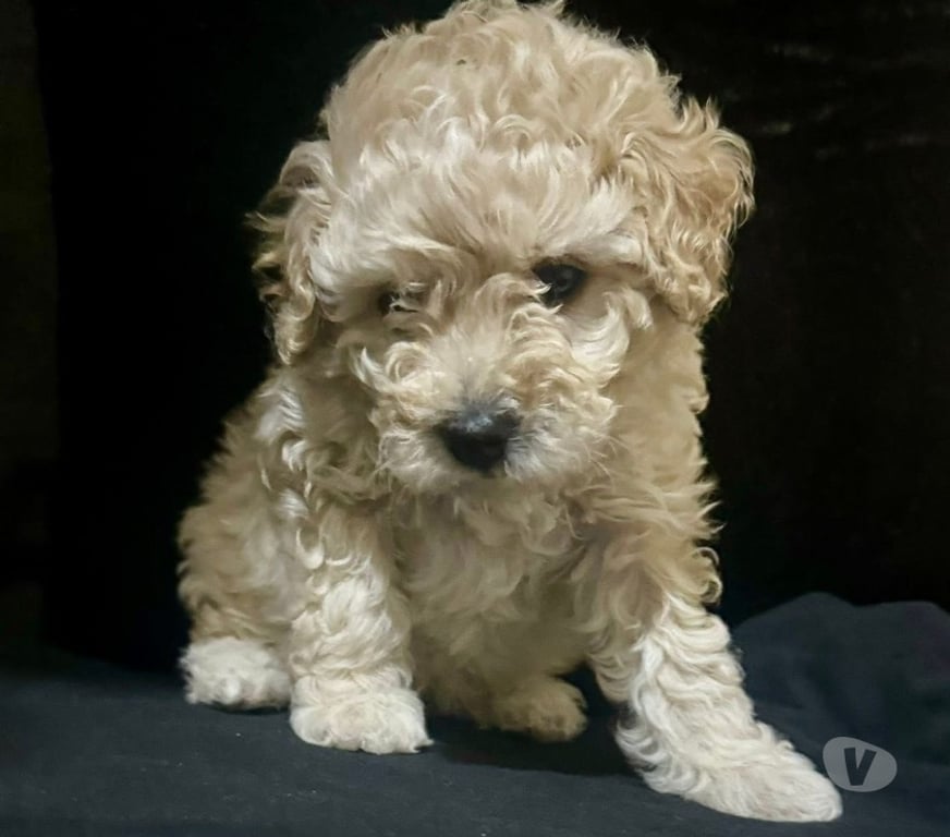 Gatos en Venta Santiago La Cisterna - Fotos de Hermosos poodle micro toy apricot 🐶