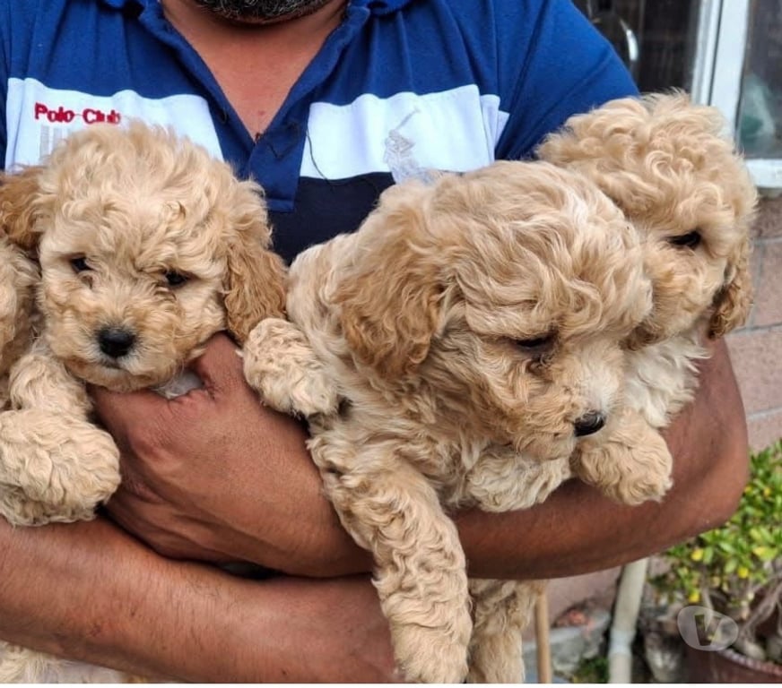 Gatos en Venta Santiago La Cisterna - Fotos de Hermosos poodle micro toy apricot 🐶