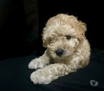 Hermosos poodle micro toy apricot 🐶