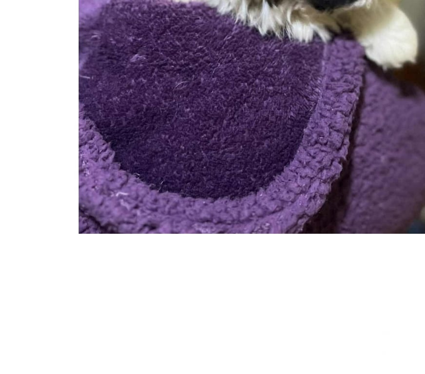 Gatos en Venta Santiago El Bosque - Fotos de Shitzu tricolor