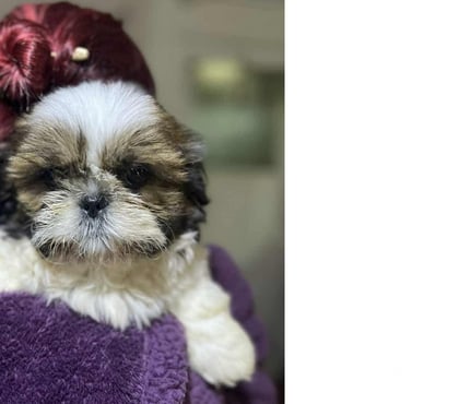 Mascotas en Venta El Bosque Santiago - Fotos de Shitzu tricolor