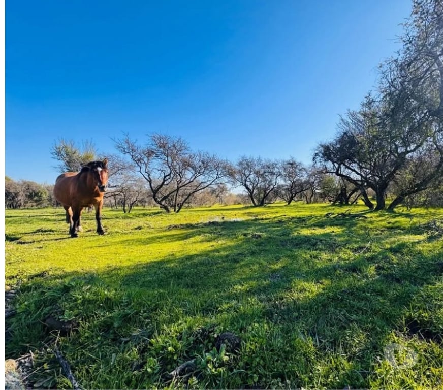 Parcelas en Venta Ñuble Chillán Viejo - Fotos de vendo terreno 5000mt2 chillan viejo con rol propio