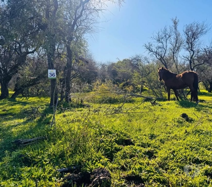 Parcelas en Venta Ñuble Chillán Viejo - Fotos de vendo terreno 5000mt2 chillan viejo con rol propio
