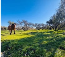 vendo terreno 5000mt2 chillan viejo con rol propio