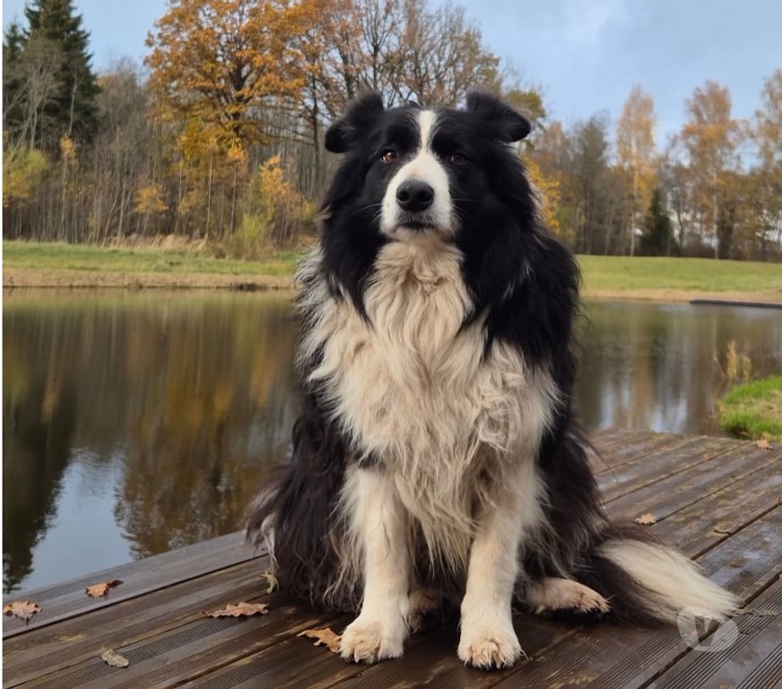 Gatos en Venta Llanquihue Puerto Montt - Fotos de Borden collie cachorro