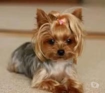 Yorkshire cachorros miniatura