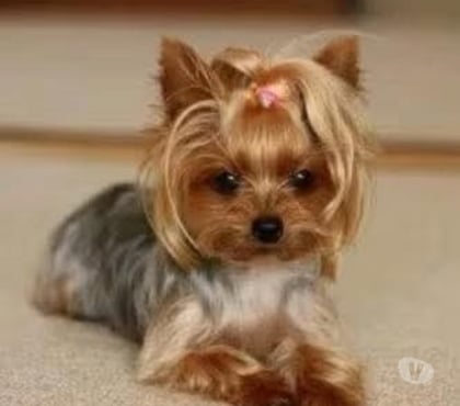 Mascotas en Chile Puerto Montt Llanquihue - Fotos de Yorkshire cachorros miniatura